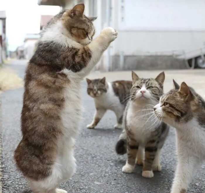 Purraise Cat Jesus