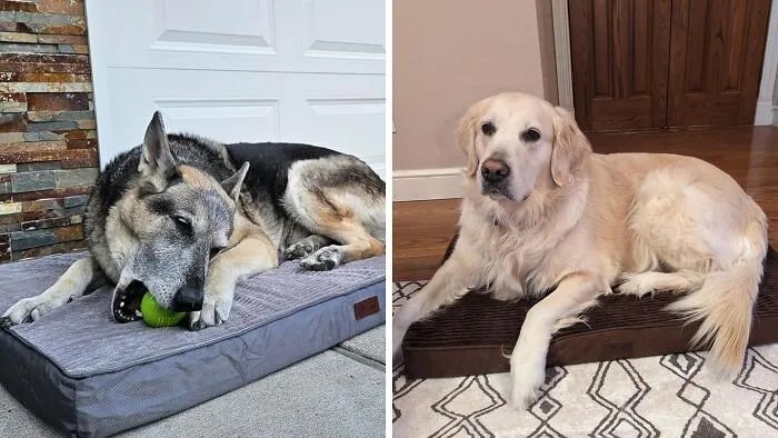 You Might Want To Curl Up Next To Your Pup On This Cushy<span Style="Font:inherit;color:#d74b1f;"> Dog Bed For Large Dogs </Span>
