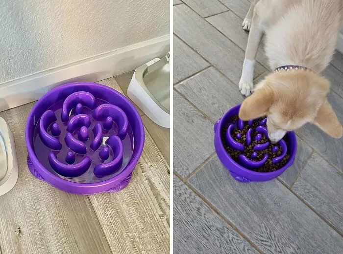 If You Pup Is A Speed Gobbler, Slow Them Down With This Specialised <span Style="Font:inherit;color:#d74b1f;">  Dog Feeder  </Span>