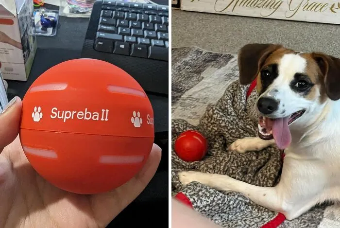 Keep Your Pup Occupied With An <span Style="Font:inherit;color:#d74b1f;"> Interactive Dog Ball </Span> While You Hop On A Quick Zoom Call