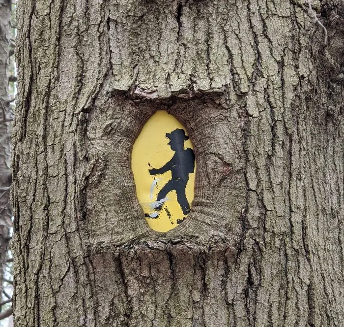 Este árbol se comió la señal, pero aún se puede ver al hombrecito de excursión