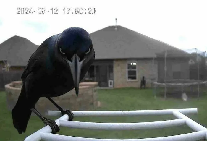 Got A Bird Feeder With A Camera And The Crow Is Not A Fan