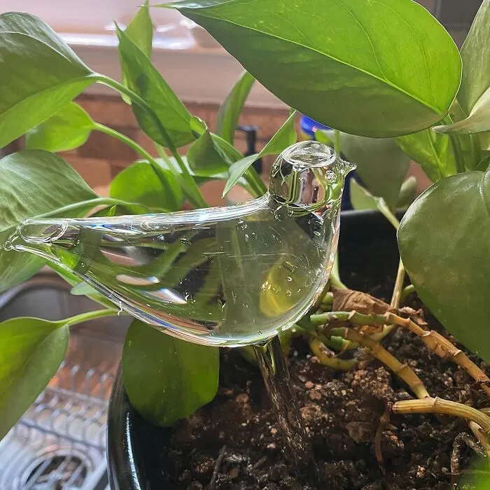 These <span Style="Font:inherit;color:#d74b1f;"> Bird Shaped Self Watering Globes </Span> Add A Touch Of Whimsey To Your Indoor Garden
