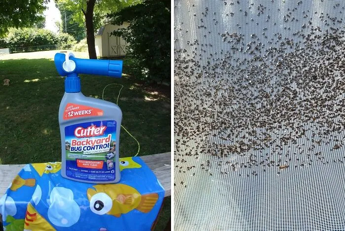 With The <span Style="Font:inherit;color:#d74b1f;"> Cutter Backyard Bug Control Spray </Span>, The Only Pest In Your Backyard Will Be Your In-Laws Showing Up Unanounced 