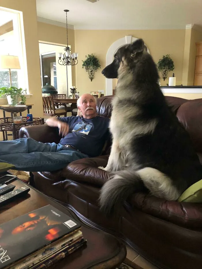 A Tremendous Amount Of Good Boy