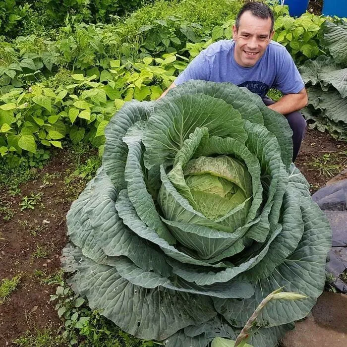 Mi repollo de 30 kilos