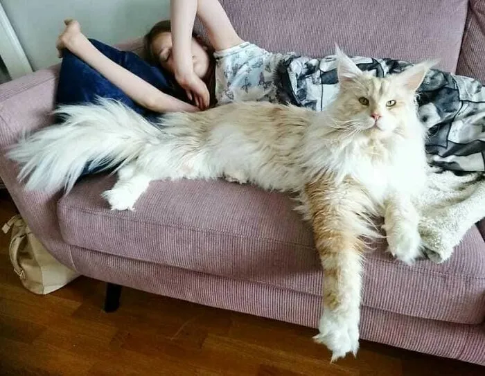 This Cat