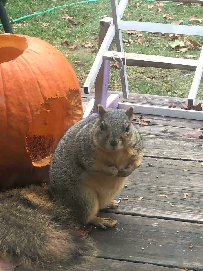 Se llama Sadie y ya se ha comido 3 calabazas de Halloween