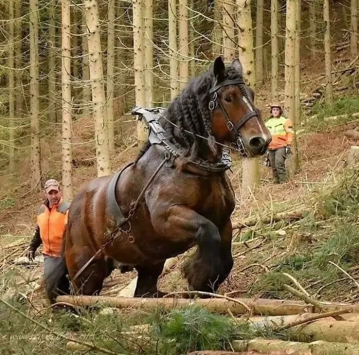 An Absolute Tank