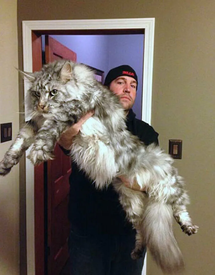 Gato Maine Coon