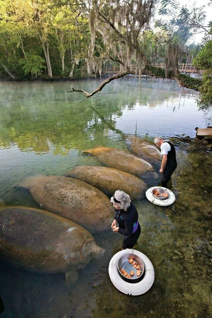 Some Big Boi Manatees Eating Sweet Potatoes