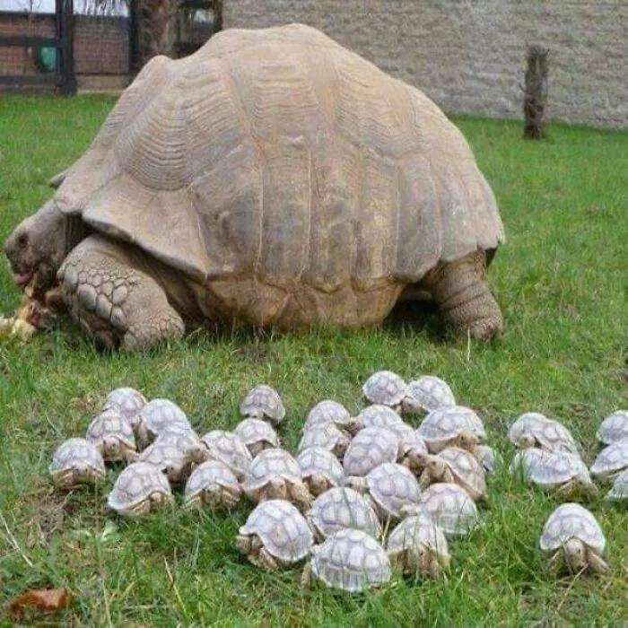 Tortuga enorme