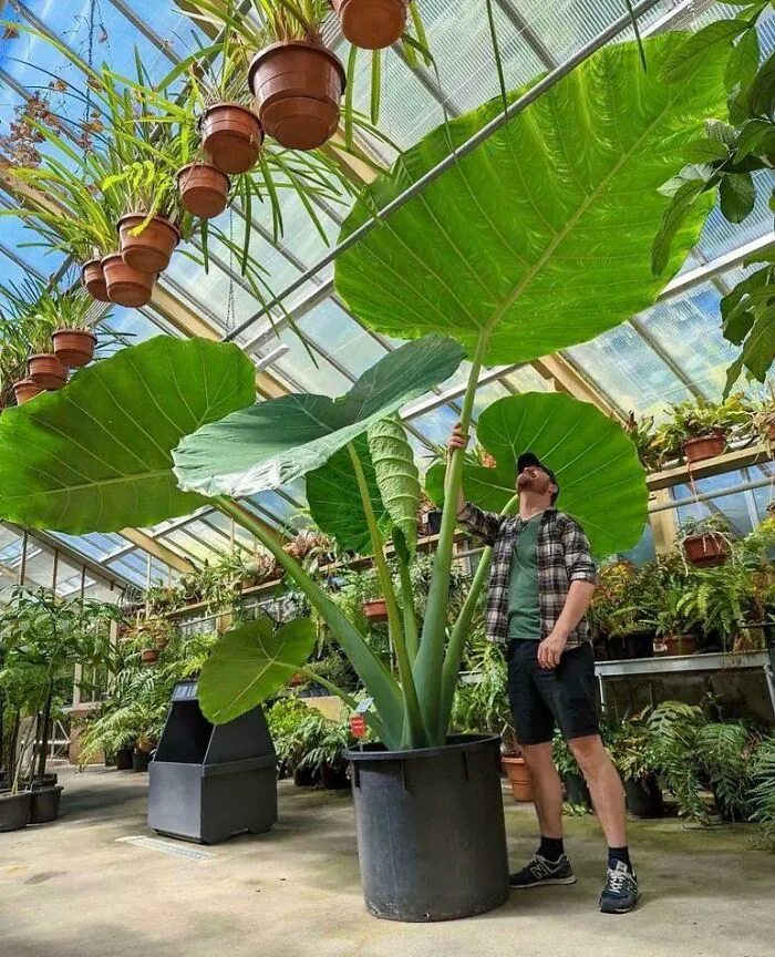 Esta planta