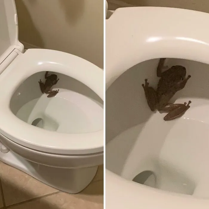 Little Dude Appeared While I Was Trying To Use The Toilet