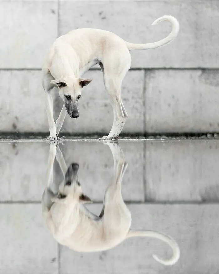 27 Expressive Dog Portraits Highlighting Unique Personalities By Elke Vogelsang (New Pics)