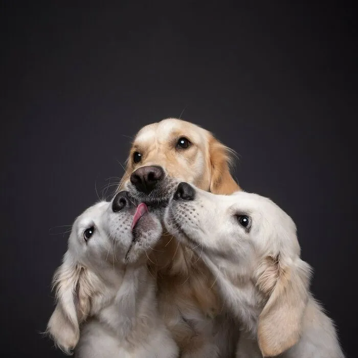 27 Expressive Dog Portraits Highlighting Unique Personalities By Elke Vogelsang (New Pics)