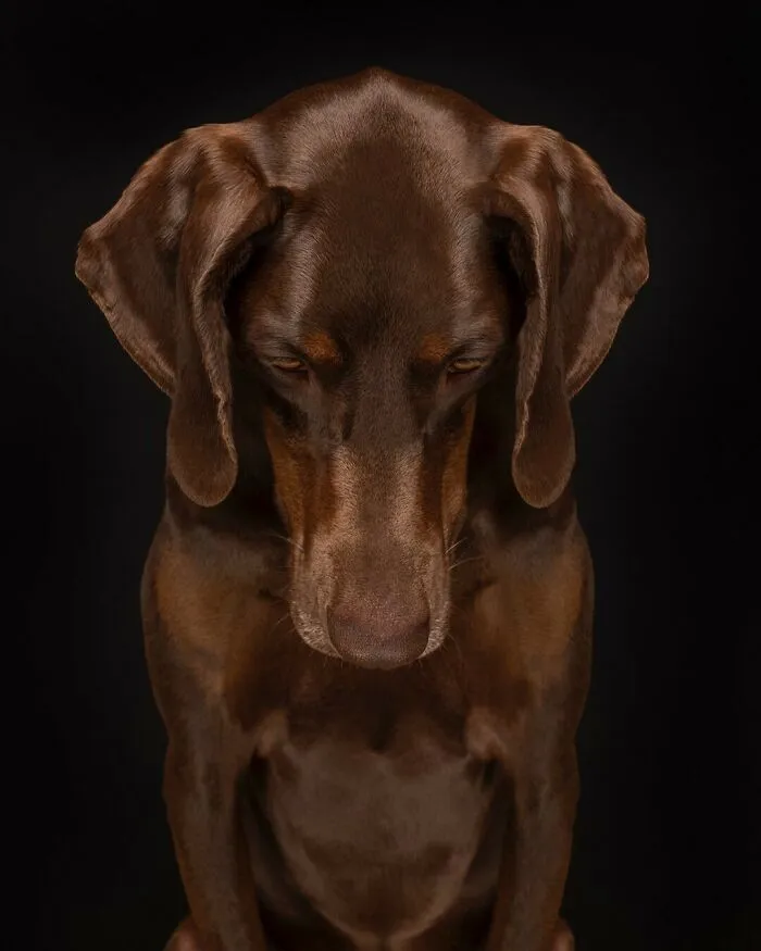 27 Expressive Dog Portraits Highlighting Unique Personalities By Elke Vogelsang (New Pics)