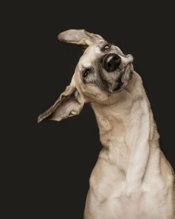 27 Expressive Dog Portraits Highlighting Unique Personalities By Elke Vogelsang (New Pics)