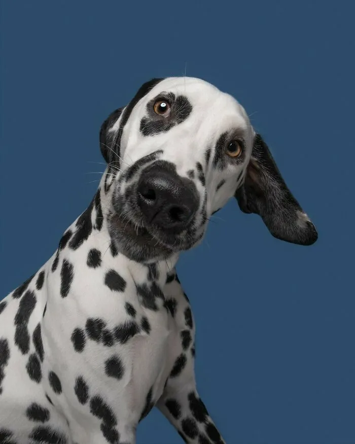 27 Expressive Dog Portraits Highlighting Unique Personalities By Elke Vogelsang (New Pics)