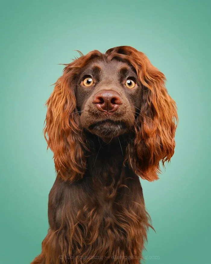 27 Expressive Dog Portraits Highlighting Unique Personalities By Elke Vogelsang (New Pics)