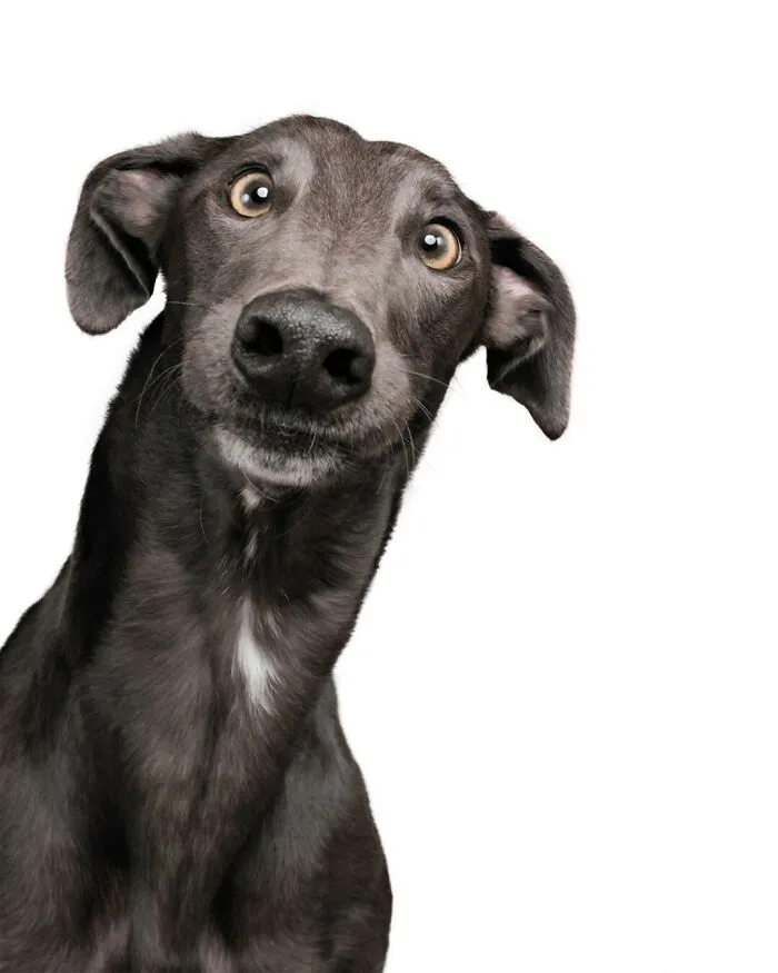 27 Expressive Dog Portraits Highlighting Unique Personalities By Elke Vogelsang (New Pics)