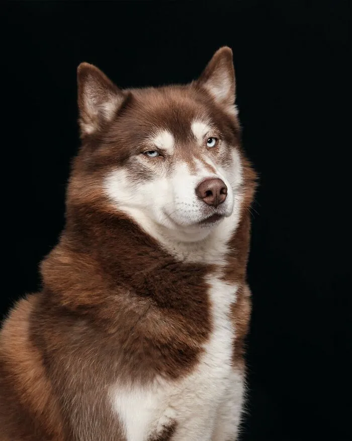 27 Expressive Dog Portraits Highlighting Unique Personalities By Elke Vogelsang (New Pics)