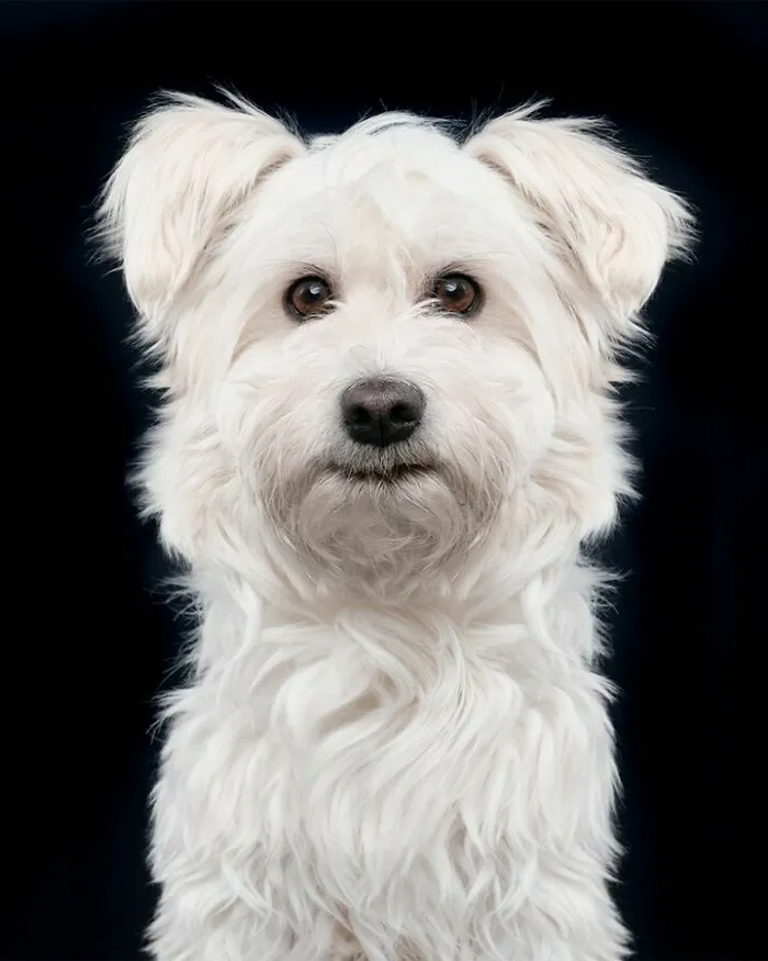 27 Expressive Dog Portraits Highlighting Unique Personalities By Elke Vogelsang (New Pics)
