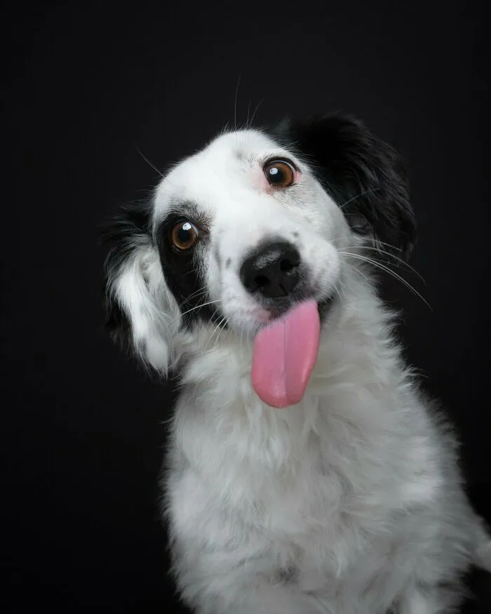27 Expressive Dog Portraits Highlighting Unique Personalities By Elke Vogelsang (New Pics)