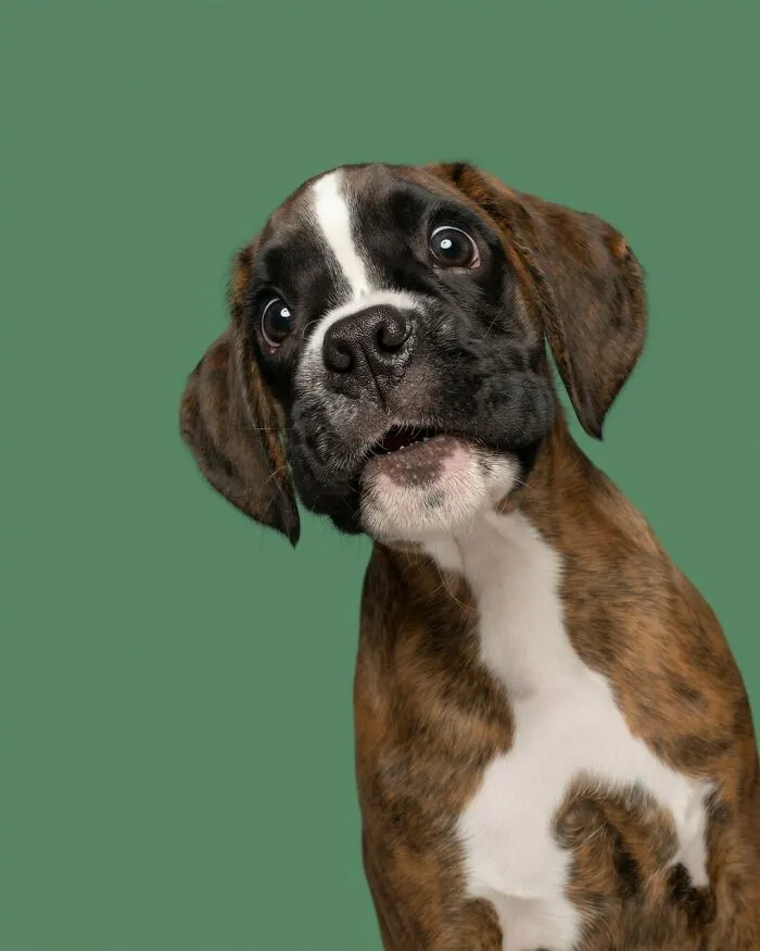 27 Expressive Dog Portraits Highlighting Unique Personalities By Elke Vogelsang (New Pics)