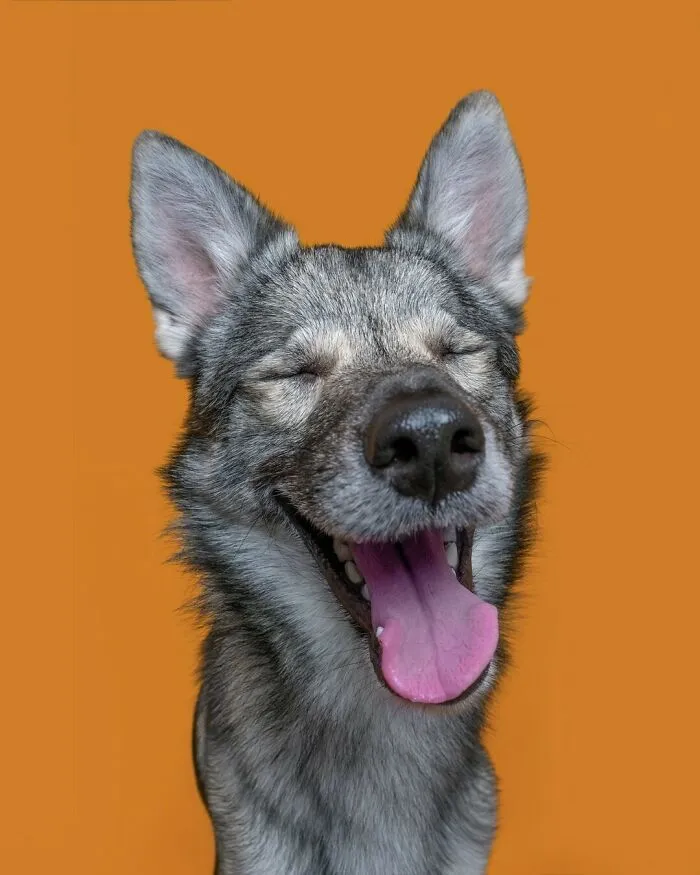 27 Expressive Dog Portraits Highlighting Unique Personalities By Elke Vogelsang (New Pics)