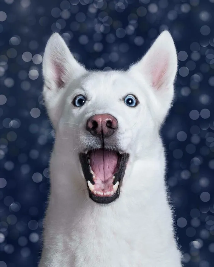 27 Expressive Dog Portraits Highlighting Unique Personalities By Elke Vogelsang (New Pics)