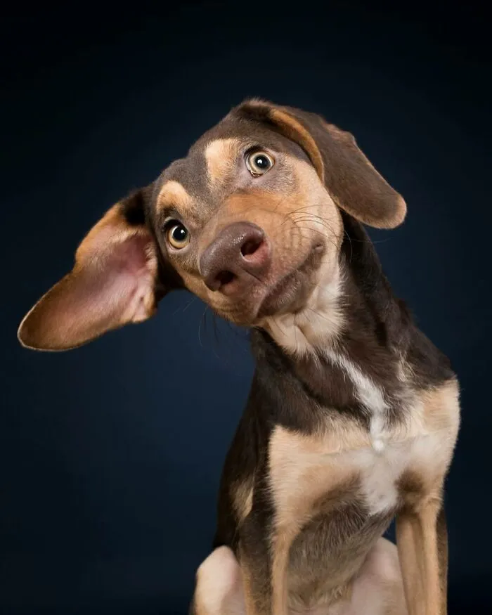 27 Expressive Dog Portraits Highlighting Unique Personalities By Elke Vogelsang (New Pics)