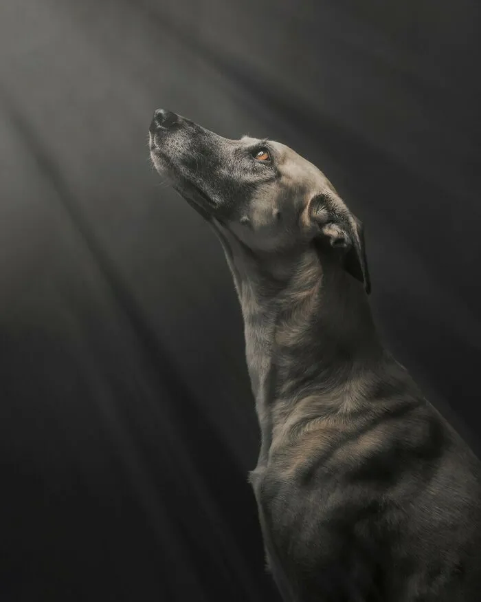 27 Expressive Dog Portraits Highlighting Unique Personalities By Elke Vogelsang (New Pics)