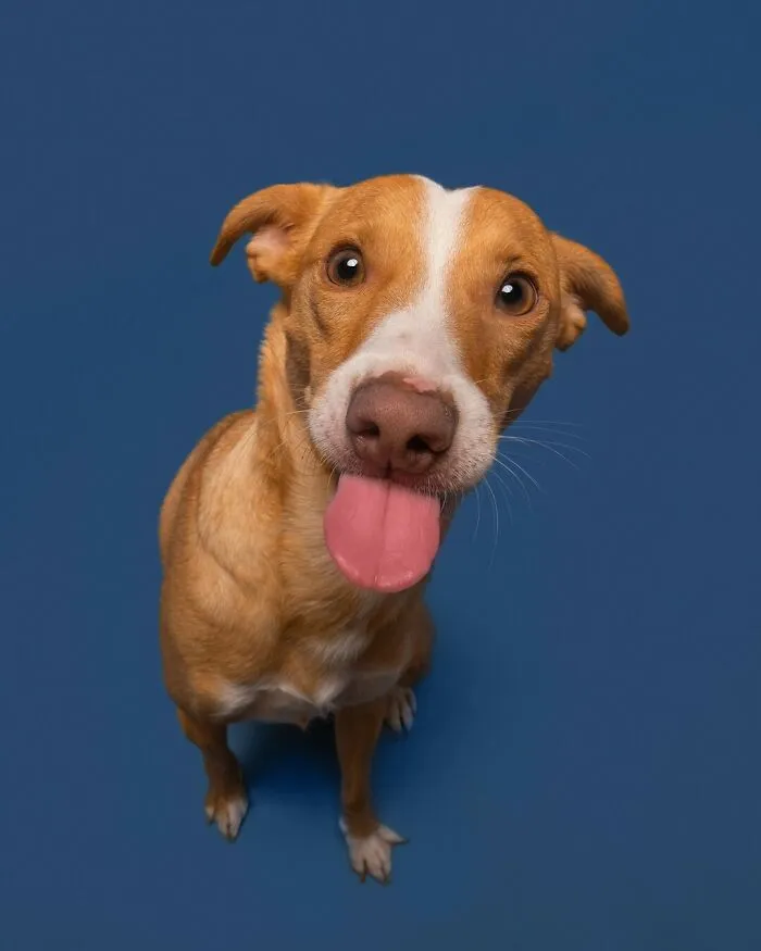27 Expressive Dog Portraits Highlighting Unique Personalities By Elke Vogelsang (New Pics)