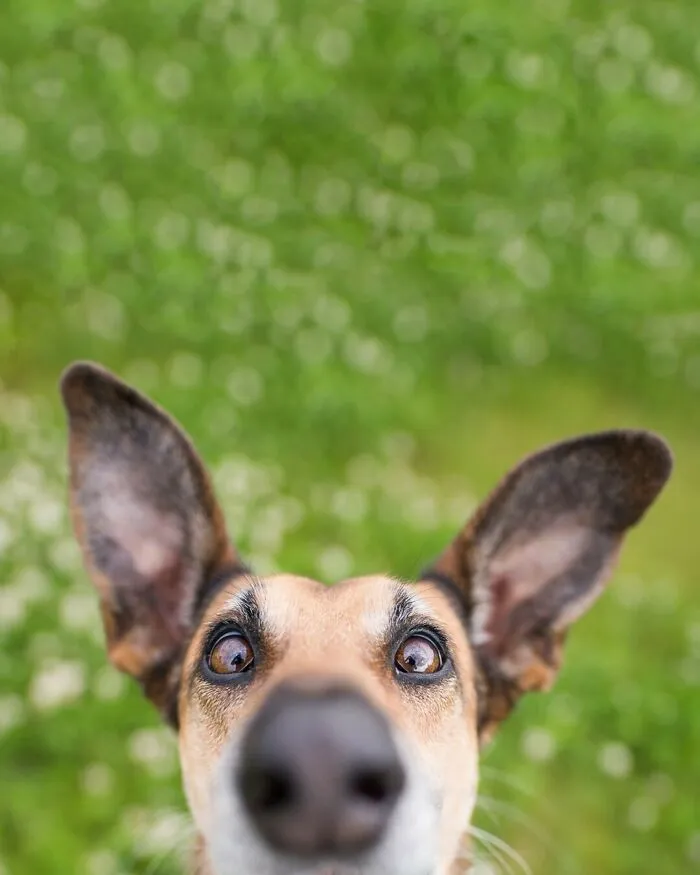 27 Expressive Dog Portraits Highlighting Unique Personalities By Elke Vogelsang (New Pics)