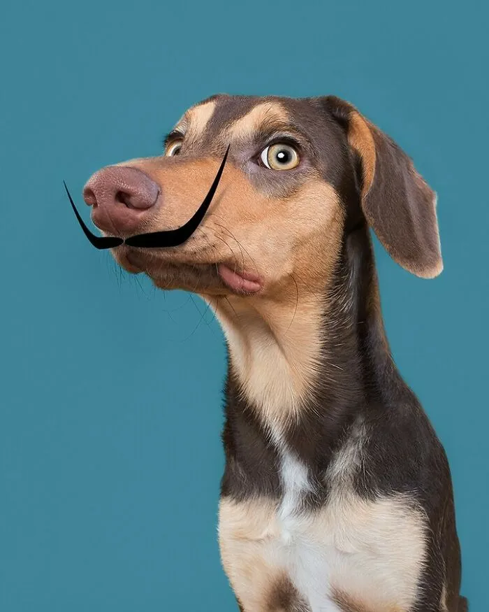 27 Expressive Dog Portraits Highlighting Unique Personalities By Elke Vogelsang (New Pics)