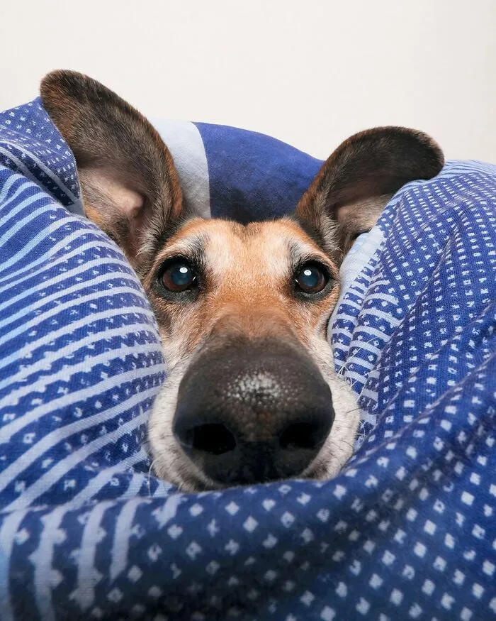 27 Expressive Dog Portraits Highlighting Unique Personalities By Elke Vogelsang (New Pics)