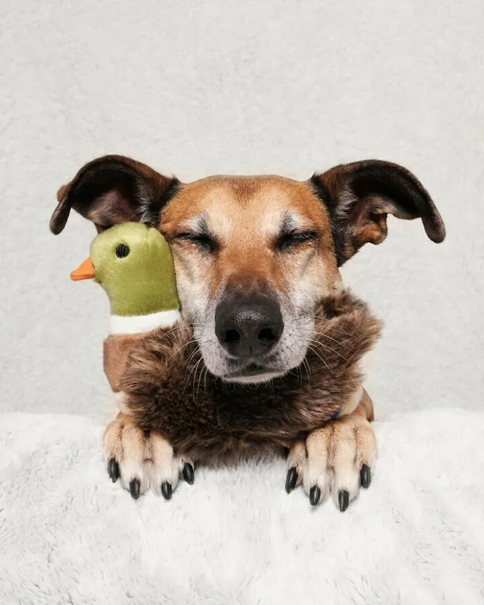 27 Expressive Dog Portraits Highlighting Unique Personalities By Elke Vogelsang (New Pics)