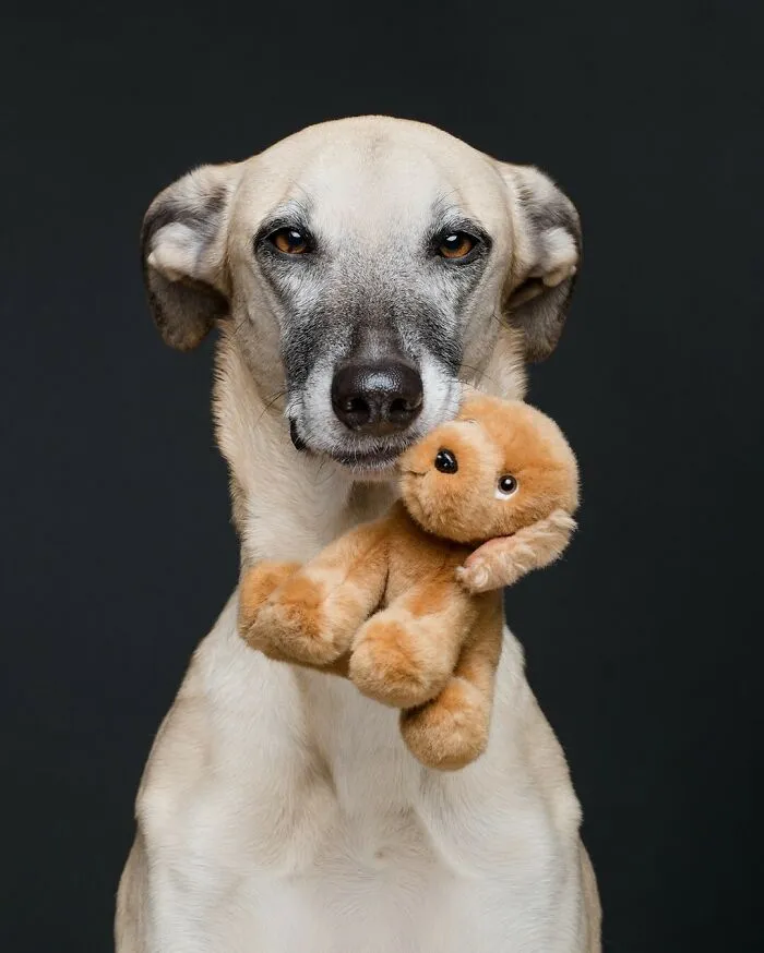 27 Expressive Dog Portraits Highlighting Unique Personalities By Elke Vogelsang (New Pics)