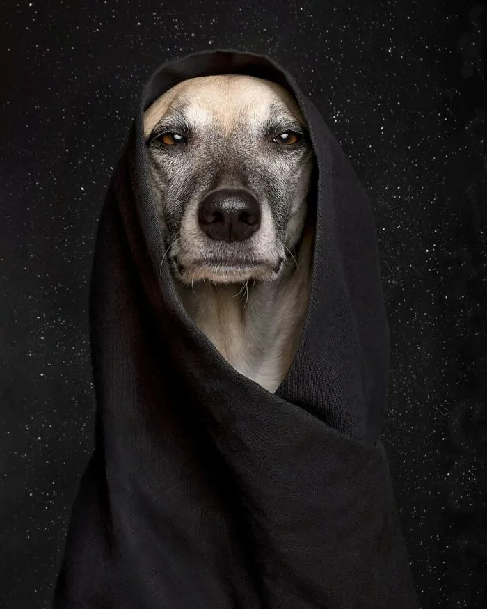 27 Expressive Dog Portraits Highlighting Unique Personalities By Elke Vogelsang (New Pics)