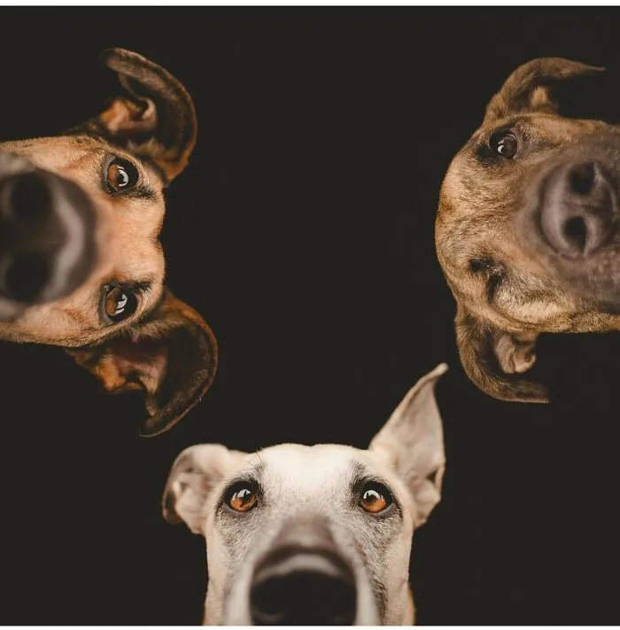 27 Expressive Dog Portraits Highlighting Unique Personalities By Elke Vogelsang (New Pics)