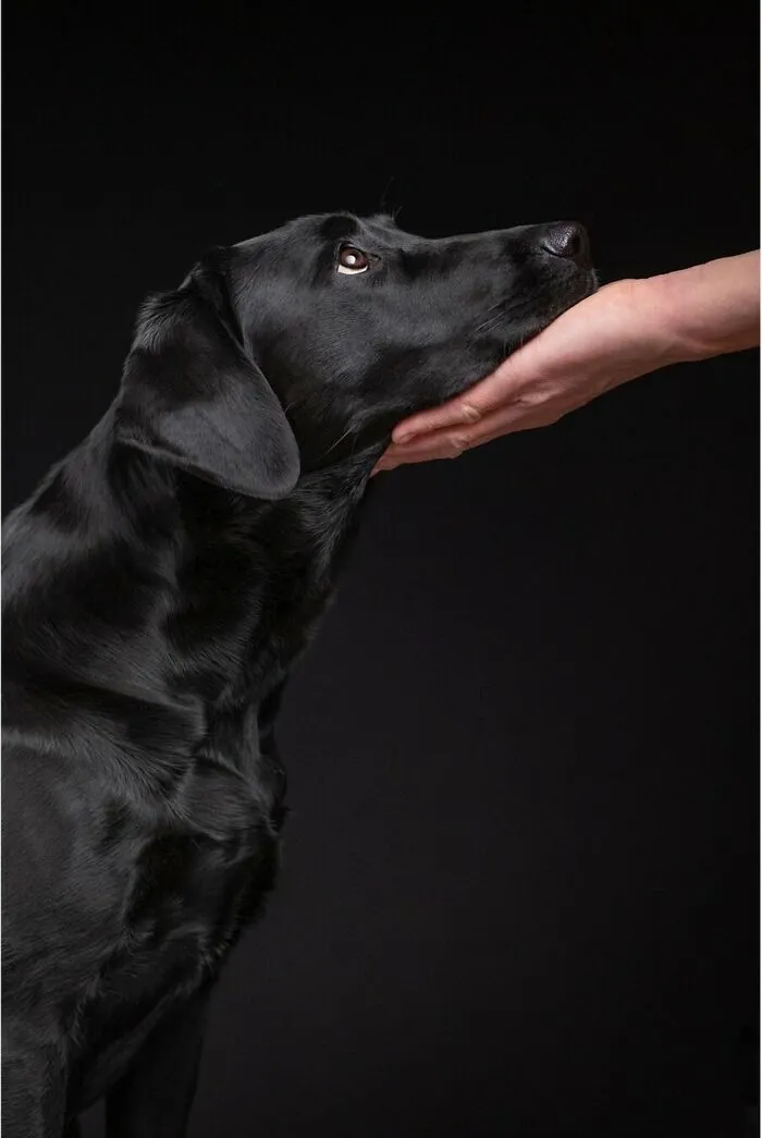 27 Expressive Dog Portraits Highlighting Unique Personalities By Elke Vogelsang (New Pics)