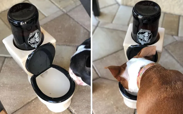 If Their Dog Has Just As Weird A Sense Of Humor As They Do, Get Them This <span Style="Font:inherit;color:#d74b1f;"> The Toilet Water Dish </Span>