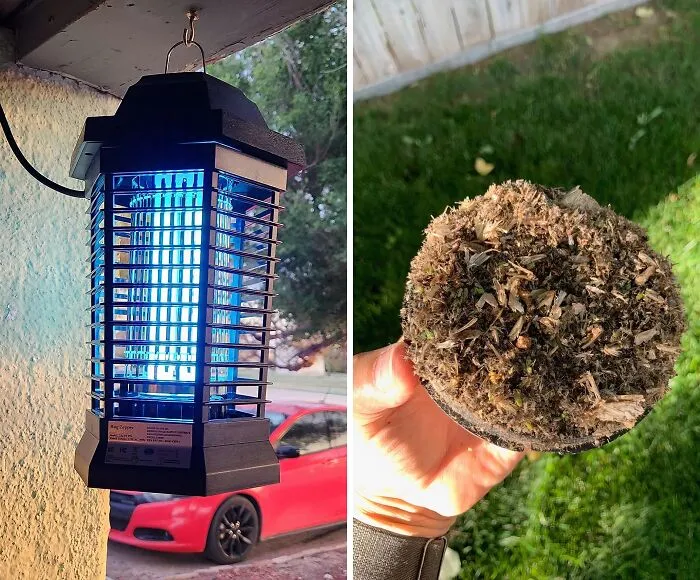 A <span Style="Font:inherit;color:#d74b1f;"> Bug Zapper </Span> Is A Disco Light For The Outdoors