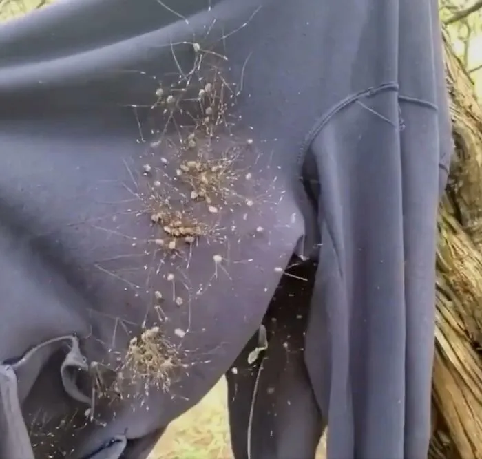 Not Seeing Spiders On My Hoodie In The Dark And Putting It On