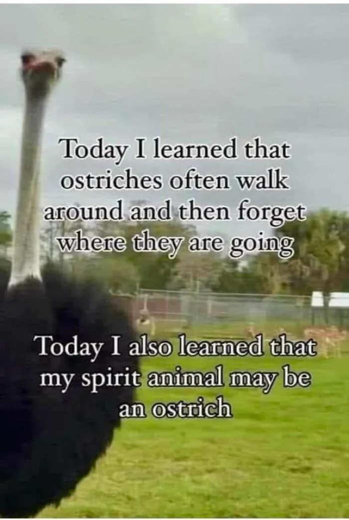 50 Hilariously Random Memes About Everything And Anything