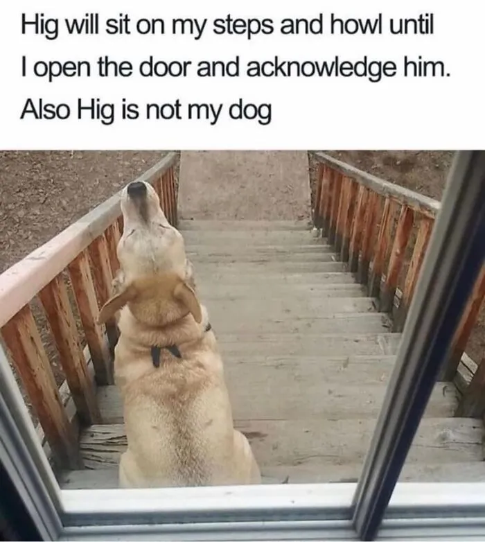 50 Hilariously Random Memes About Everything And Anything