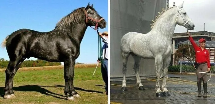 Percherón gris. Es el mismo caballo cambiando su pelaje al envejecer