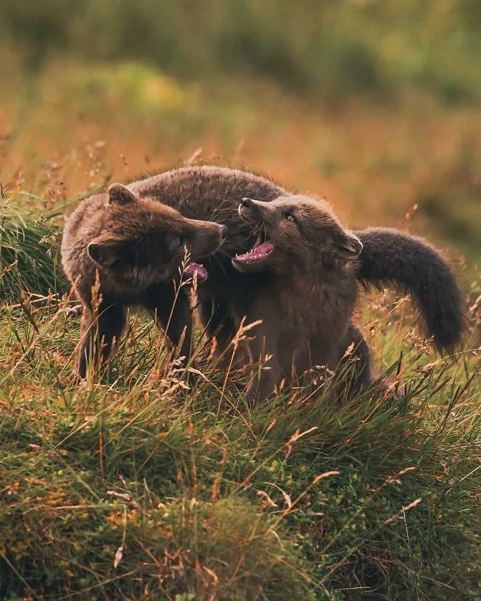 35 Close-Up Photographs Of Wild Animals In Their Natural Environments By Konsta Punkka