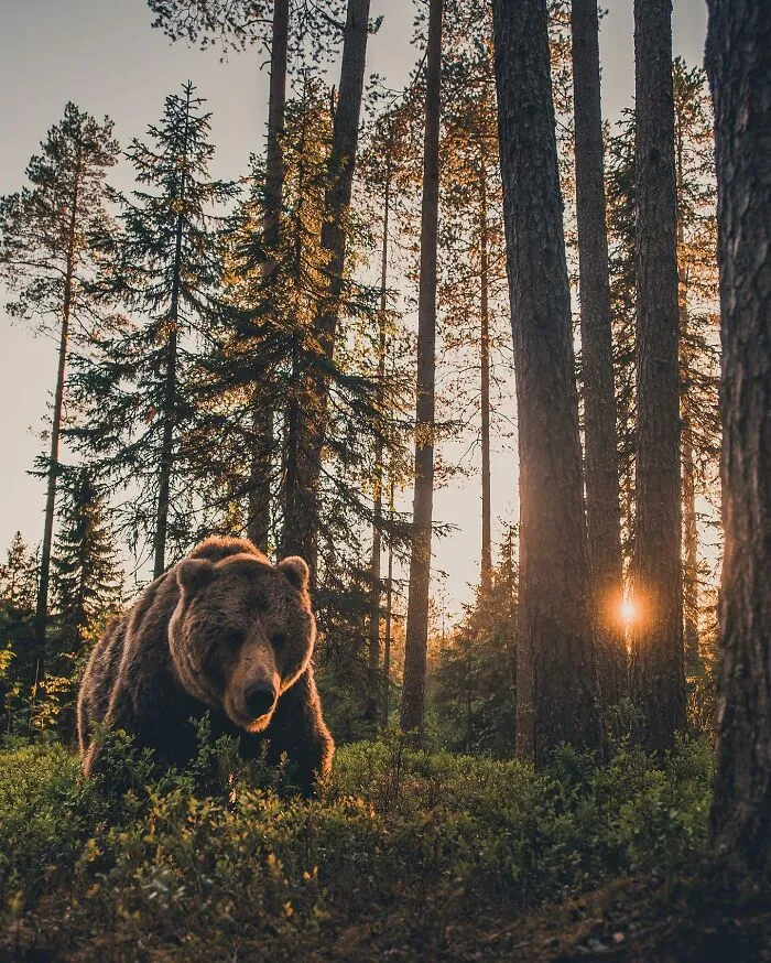 35 Close-Up Photographs Of Wild Animals In Their Natural Environments By Konsta Punkka